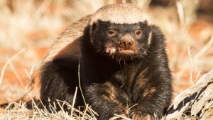 honeybadger